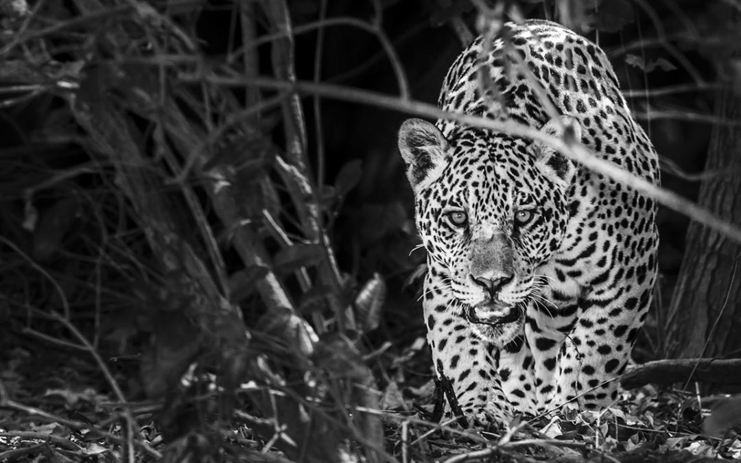 Jaguar (Panthera onca) @ Pantanal National Park, Brazil - Marcos Amend