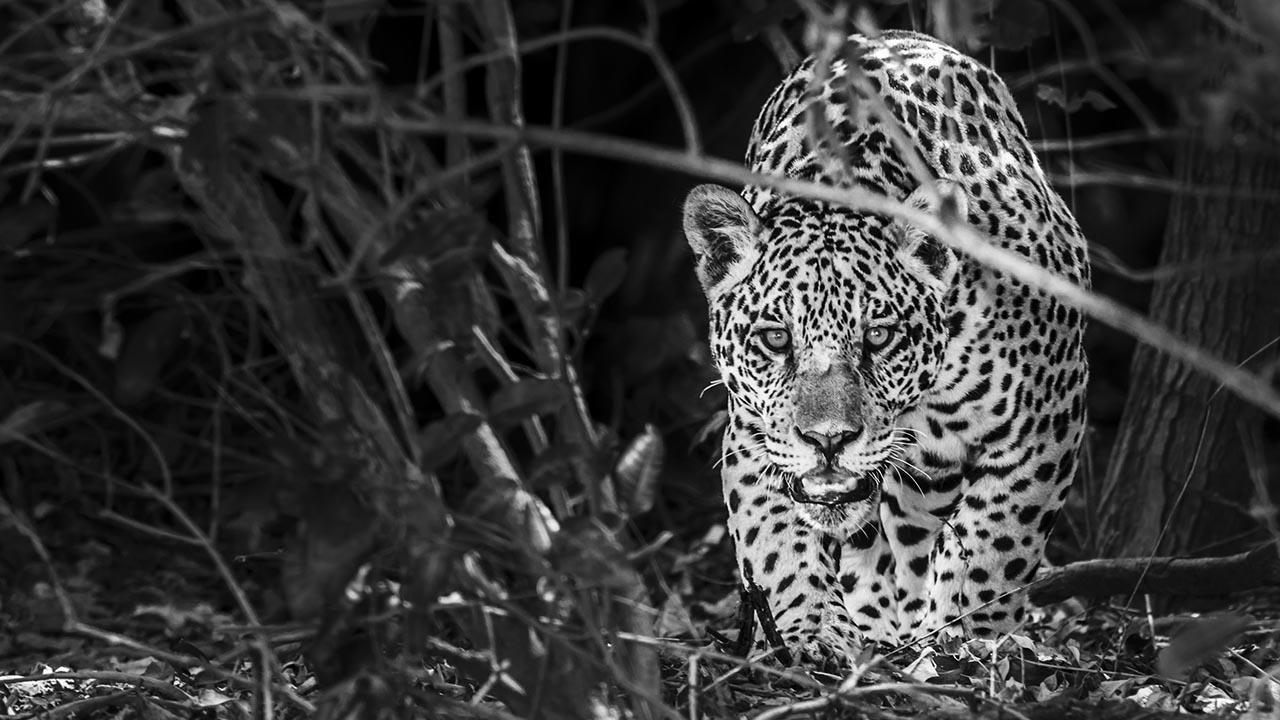 Jaguar (Panthera onca) @ Pantanal National Park, Brazil - Marcos Amend